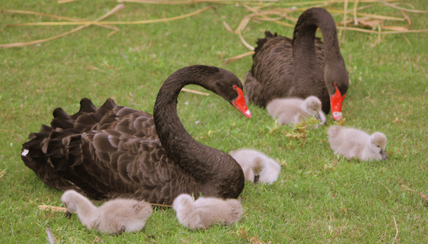 cisne negro